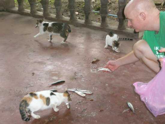 Jesse feeding fish to the cats at his cat sanctuary