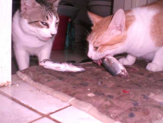 a picture of cats eating fish