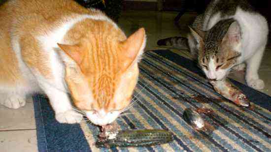 a picture of cats eating fish