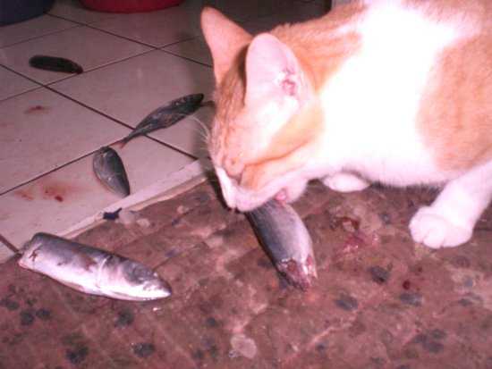 a picture of cats eating fish