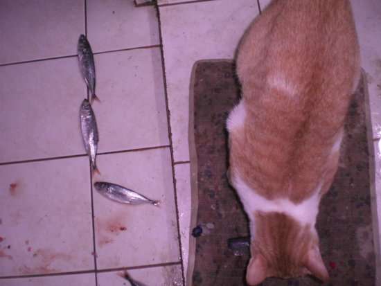 a picture of cats eating fish