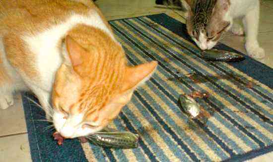 a picture of cats eating fish