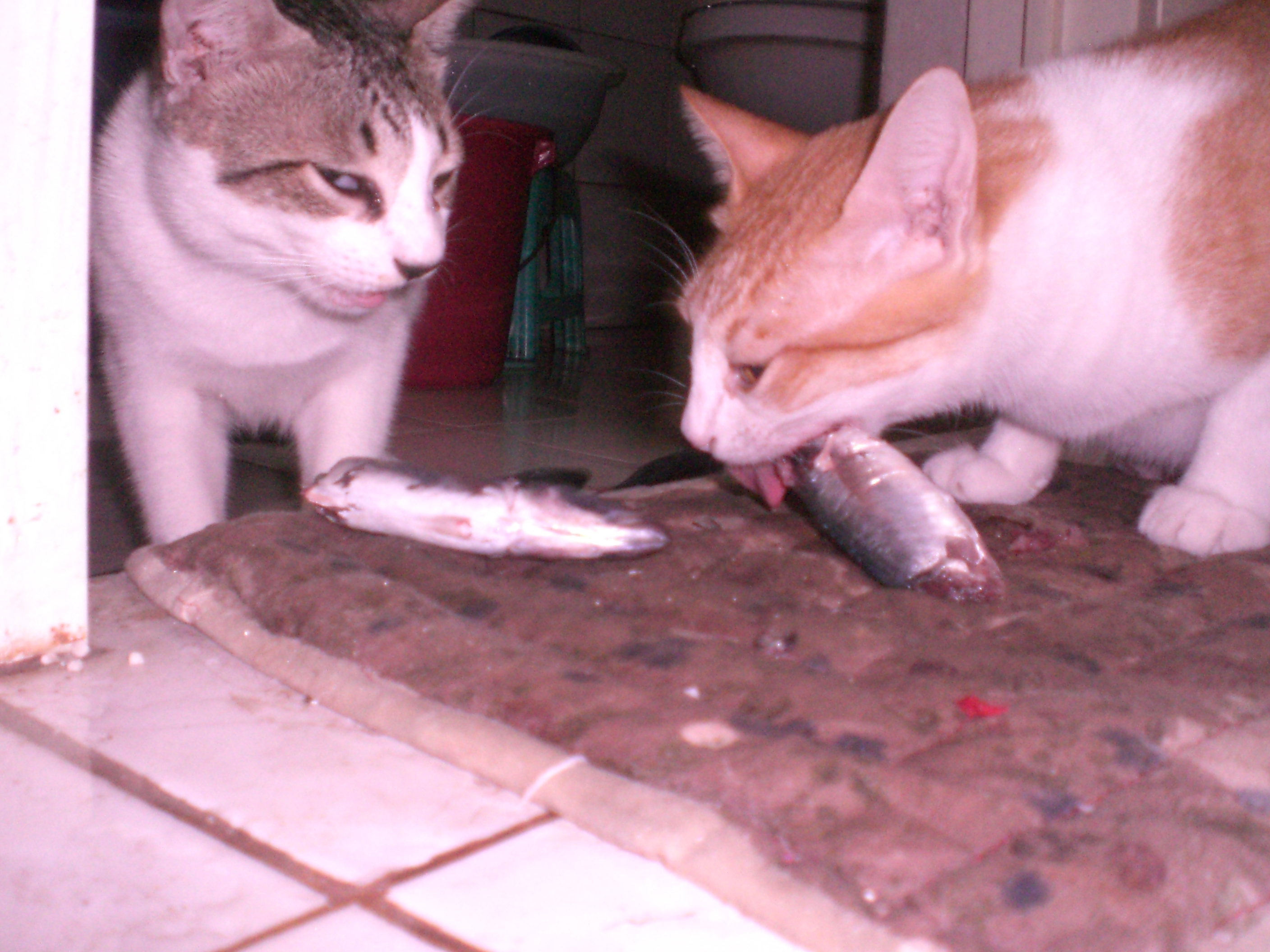 feeding cats fish