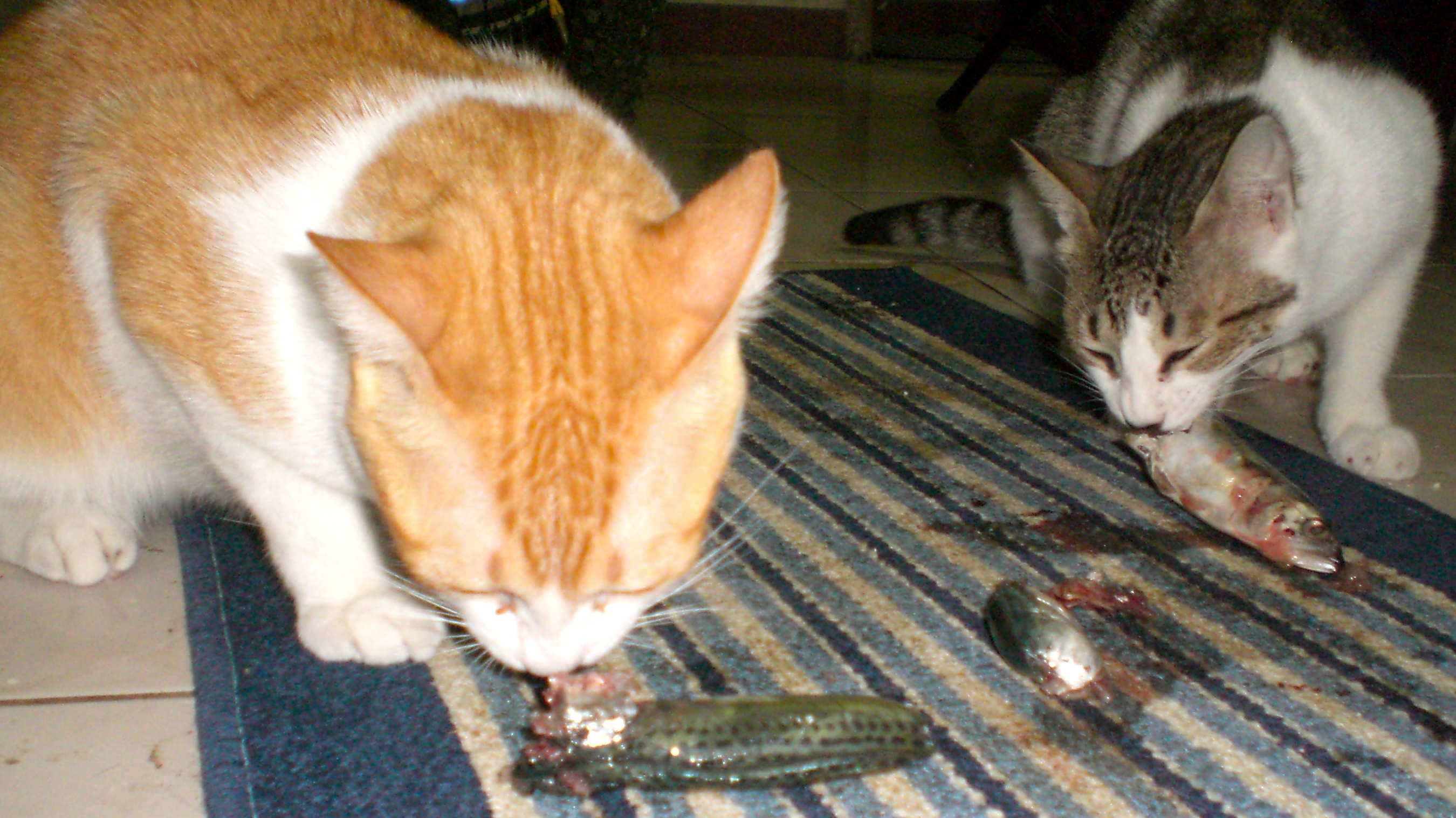 feeding cats fish