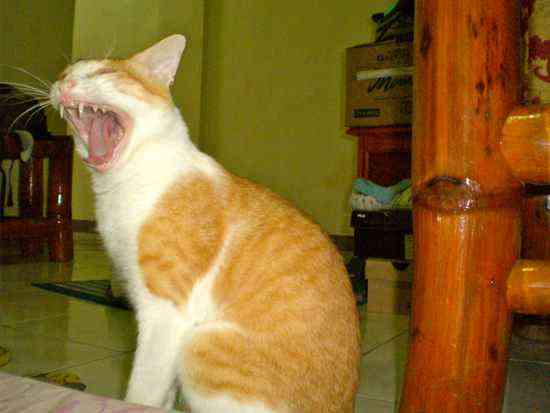 A ferociously yawning cat named Tiger