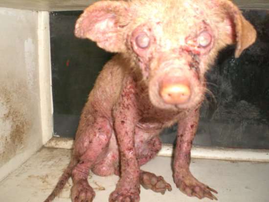 Jumbo — the participant in the Sick Pet Project