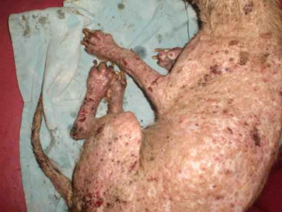 Jumbo — the participant in the Sick Pet Project