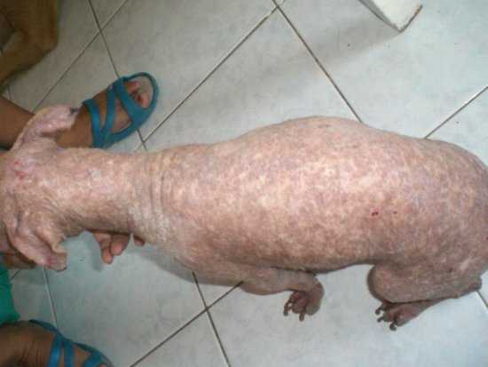 Jumbo — the participant in the Sick Pet Project