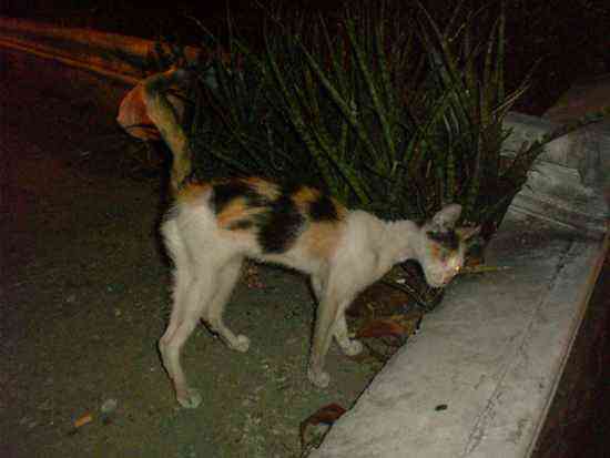Manilat Cat Pictures