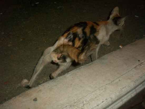 Manilat Cat Pictures